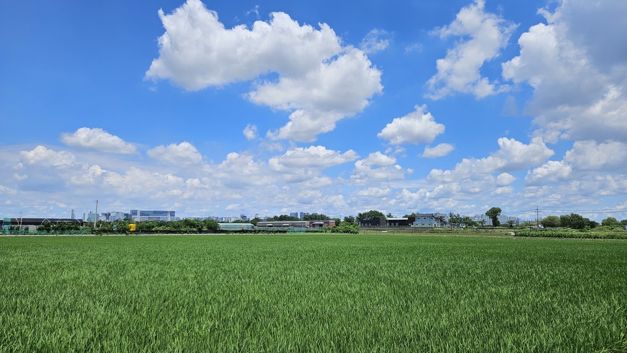 평택 오성 들녘(사진=라영희)